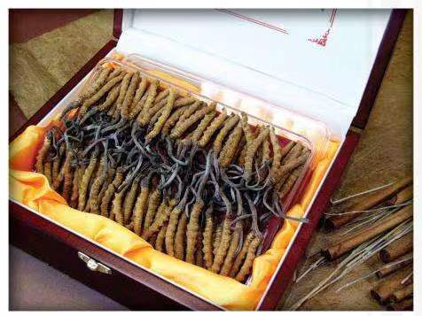 绥中冬虫夏草回收